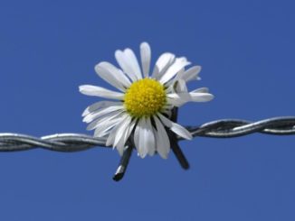 Abgrenzung Versuchung Verlockung daisy