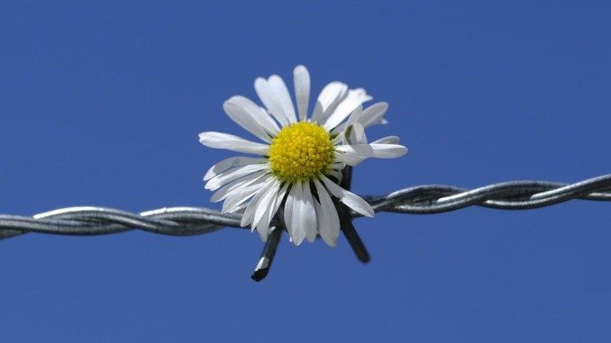 Abgrenzung Versuchung Verlockung daisy