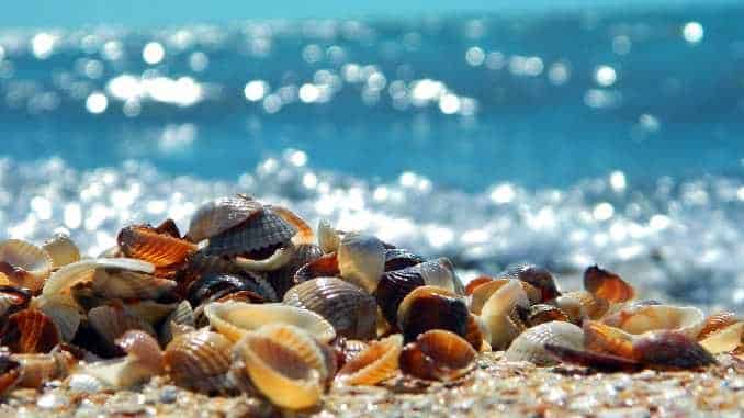 meer muscheln sea