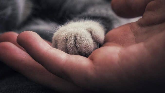 pfote hand cat