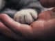 pfote hand cat