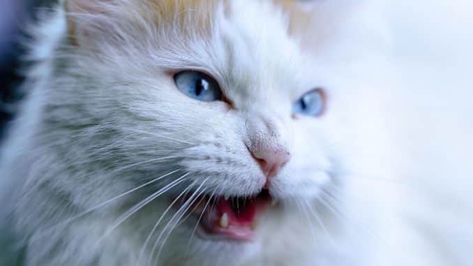 katze animal