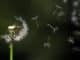 Pusteblume im Wind