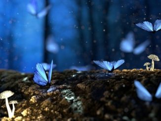 Natur Bewusstsein fantasy