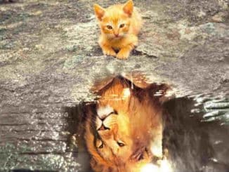 Tierkommunikation Katze Loewe cat