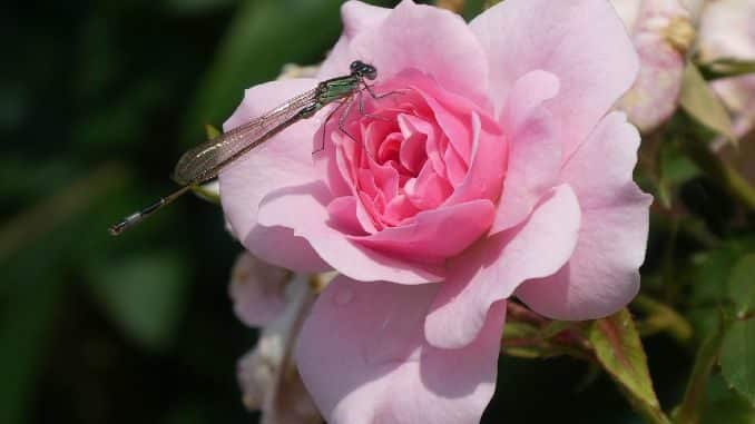 libelle rose