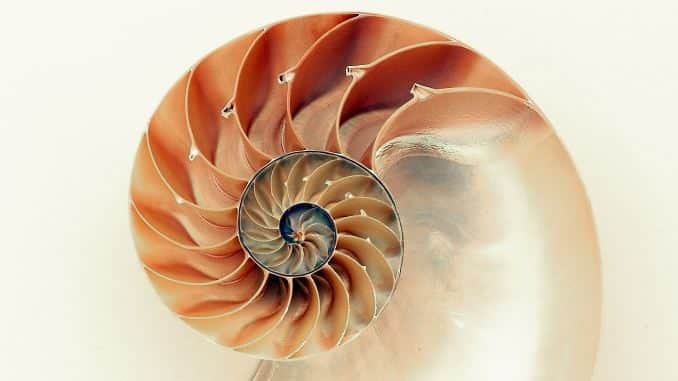 spirale schnecke nautilus
