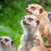 tiere wachsamkeit nature