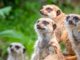 tiere wachsamkeit nature