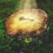 baum licht schluessel key