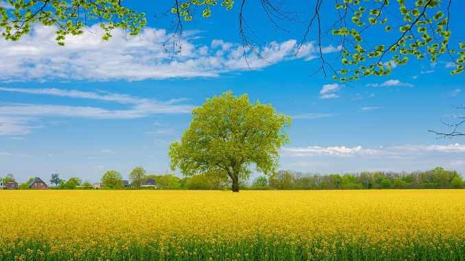 baum raps natur rapeseed