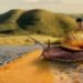 kind schnecke snail