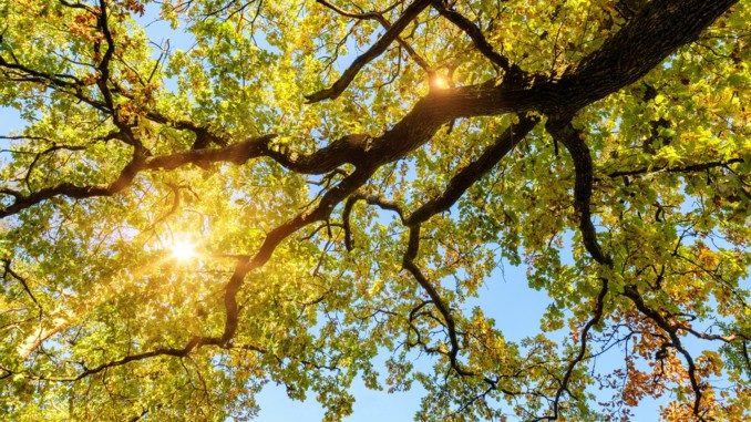 678 381 Eiche Baum Mutter Natur Gespräch oak