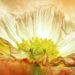 blume erleuchtung anemone (1)