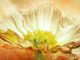 blume erleuchtung anemone (1)