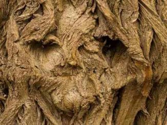 baum gesicht geist tree