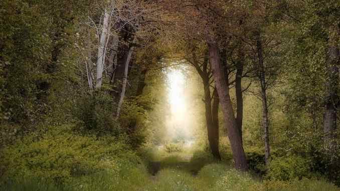 lichtung sonne forest