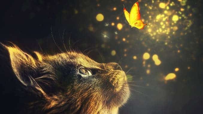 katze lichter manipulation