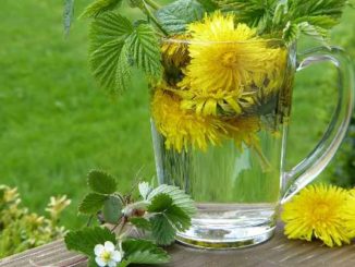 loewenzahn dandelion