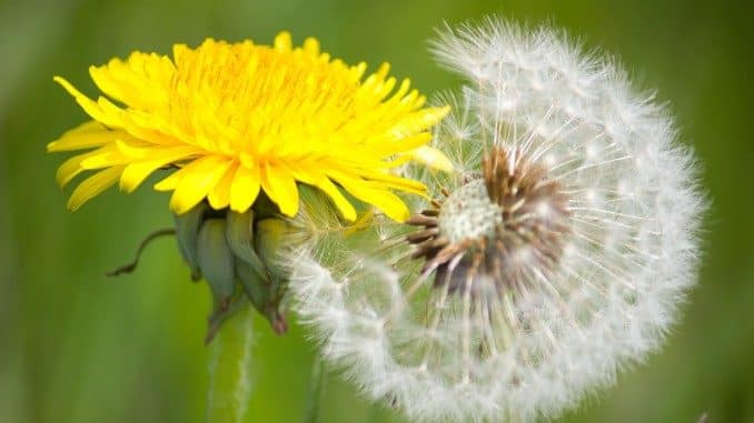neues Ich dandelion