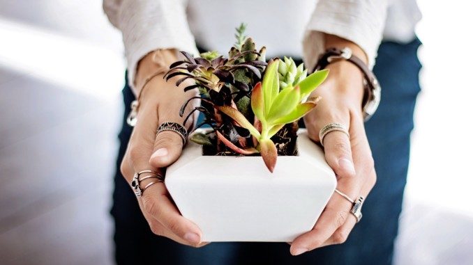 weitergeben geben succulents