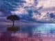 wasser baum tree