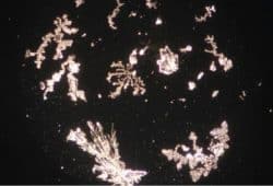 bormia untersuchung 1 nadeen althoff