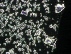 bormia untersuchung 2e nadeen althoff