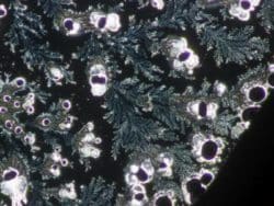 bormia untersuchung 2f nadeen althoff