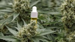 Unterschied zwischen CBD und HHC
