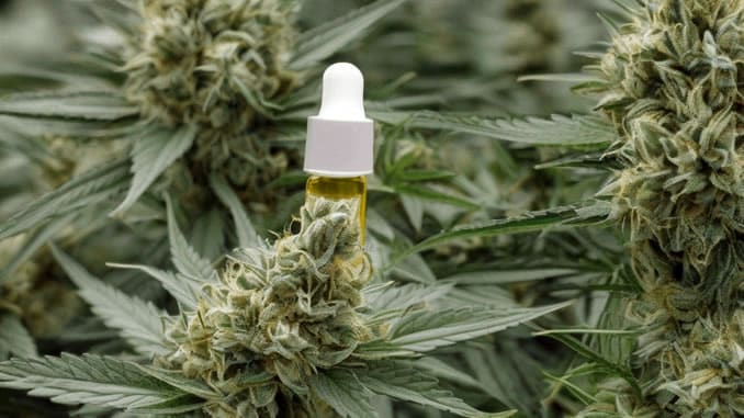 Unterschied zwischen CBD und HHC
