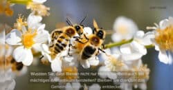 Propolis der spirituelle Heilschatz der Bienen 