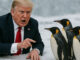 Machtmittel Pinguine im Schnee