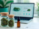 CBD-Markt im Wandel