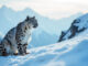 Tier und Klimaschutz Wildkatze in den BergenTier und Klimaschutz Wildkatze in den Bergen