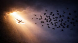 Nahtoderfahrung und spirituelle Bedeutung - Taube im Licht