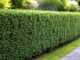 Eibe als Hecke