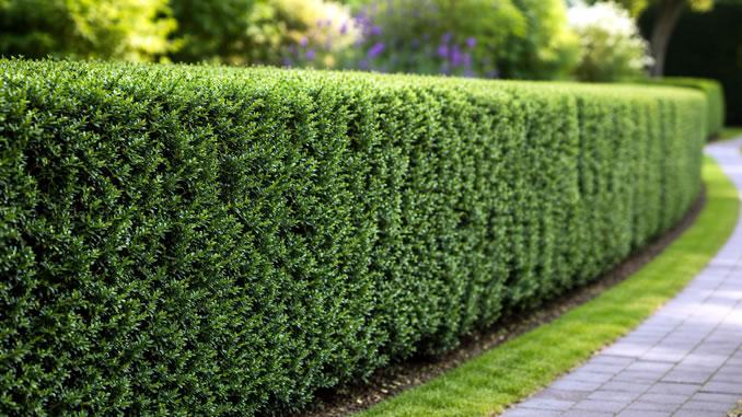 Eibe als Hecke
