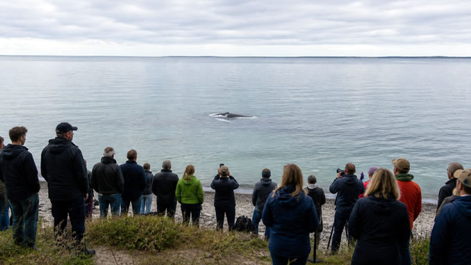Buckelwal Timmy Beobachtende Menschen am ruhigen Meer